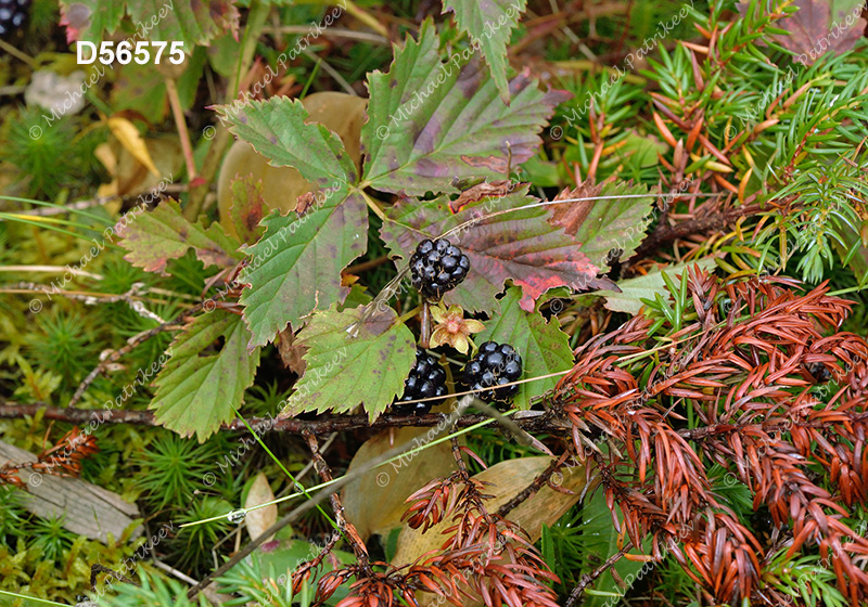 Northern Dewberry (Rubus flagellaris)